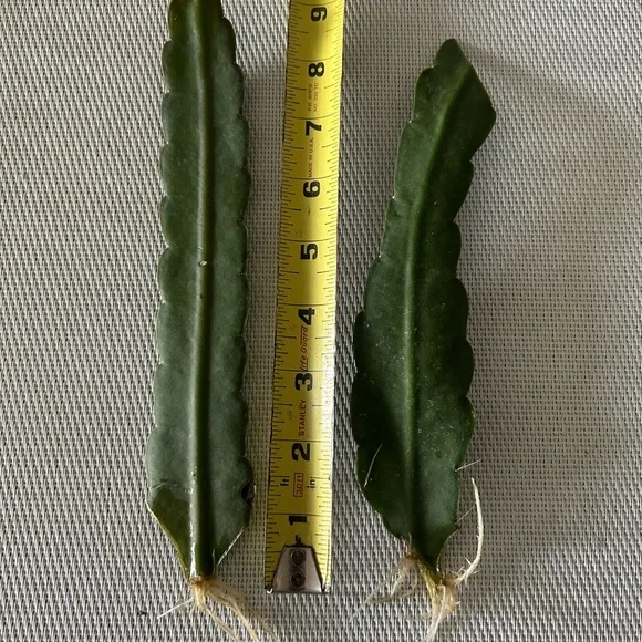 “Circus Circus” Epiphyllum Cactus -2 rooted leaves cuttings - Picture 4 of 5